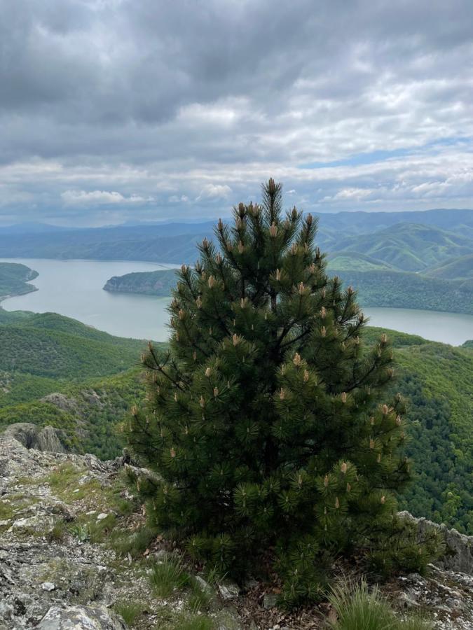 Cabane A-Frame Svinita Zewnętrze zdjęcie